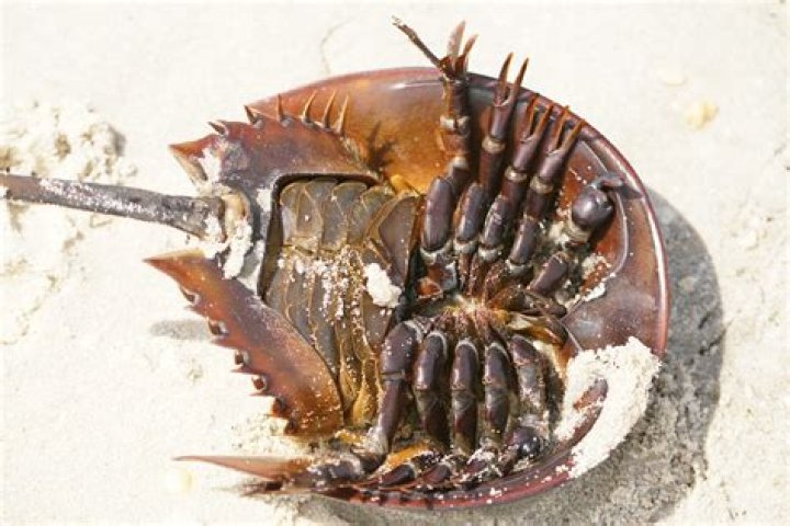 Can you take dead horseshoe crabs?