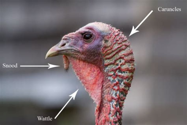 Do turkeys have good hearing ·