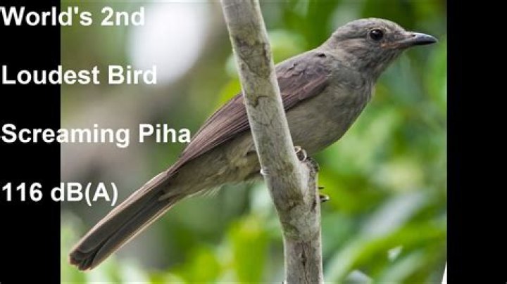 The surprising alarm-like call of the world's loudest bird